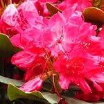 Rhododendron ferrugineum Blodyn