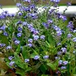 Myosotis sylvatica Libunga