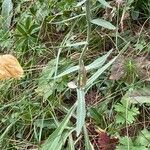 Centaurea uniflora Habit