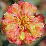 Eriogonum siskiyouense Květ