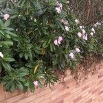 Impatiens sodenii Blomst