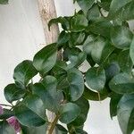 Bougainvillea glabra List