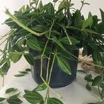 Peperomia quadrangularis Leht