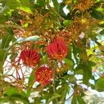 Stenocarpus sinuatus Flower