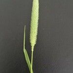 Phleum pratenseFolla