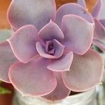 Echeveria gibbifloraFulla