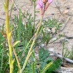 Erucaria hispanica Fruto