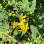 Verbesina alternifolia Flower