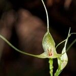 Townsonia atepala Fruit