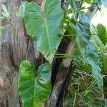 Philodendron giganteum Leaf