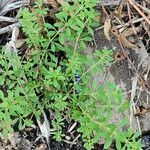 Galium verrucosumLeaf