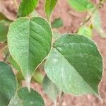 Croton lachnostachyus Leaf