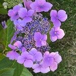 Hydrangea serrata Кветка