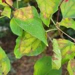 Clerodendrum trichotomum Leaf