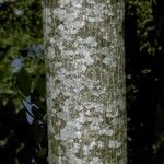 Juglans cinerea Bark