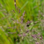 Poa pratensis Bleunienn
