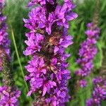 Lythrum salicariaFlower