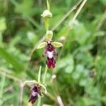 Ophrys insectifera Fula