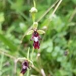 Ophrys insectifera Flor