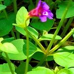 Torenia fournieri Flower