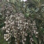 Tarchonanthus camphoratus Fruit