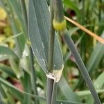 Phalaris canariensis Leaf