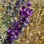 Lupinus albifronsLorea