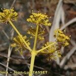 Thapsia meoides Blüte