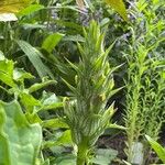 Acanthus montanus Flower