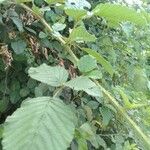 Rubus ellipticus Blatt