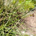 Juncus compressus Floare