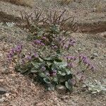 Phacelia calthifolia Habitatea