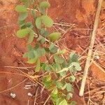 Bauhinia rufescens Hoja