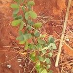 Bauhinia rufescens पत्ता