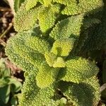 Teucrium scorodonia Blatt