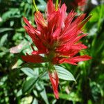 Castilleja miniata Çiçek