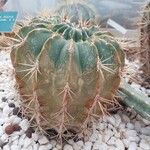 Ferocactus histrix Leht