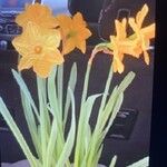 Narcissus jonquilla Flors