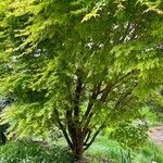 Acer japonicumᱥᱟᱠᱟᱢ