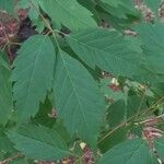 Acer cissifolium Folha