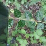 Cotoneaster simonsii Leaf