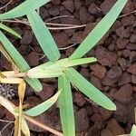 Stenotaphrum secundatum Leaf