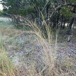 Schizachyrium scoparium Blatt