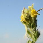 Linaria arenaria Fleur