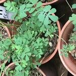 Coronilla valentina 整株植物