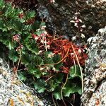 Heuchera rubescens Celota