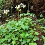 Valeriana montana অভ্যাস