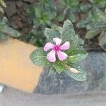 Catharanthus roseusফুল