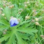 Geranium pratenseCvet