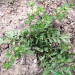 Lepidium didymum 形態